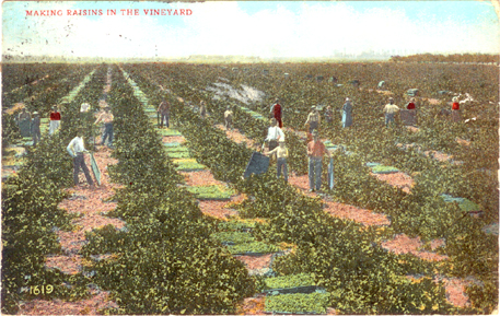 «Vineyard postcard ca. 1910s»